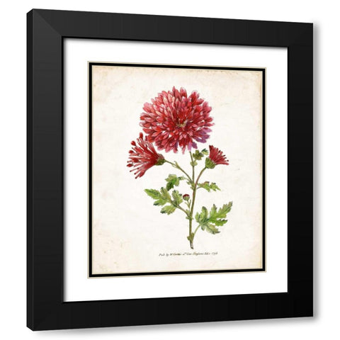 Botanical III Black Modern Wood Framed Art Print with Double Matting by Nan