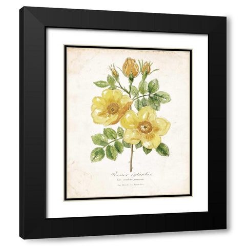 Botanical IV Black Modern Wood Framed Art Print with Double Matting by Nan