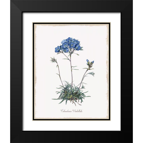 Caladrinia Black Modern Wood Framed Art Print with Double Matting by Donovan, Kelly