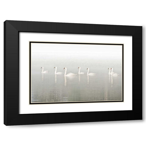 Seven Swans Black Modern Wood Framed Art Print with Double Matting by Van de Goor, Lars