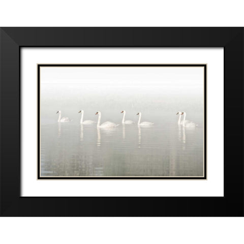 Seven Swans Black Modern Wood Framed Art Print with Double Matting by Van de Goor, Lars