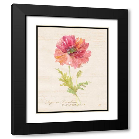 Botanical Poppy Black Modern Wood Framed Art Print with Double Matting by Robinson, Carol