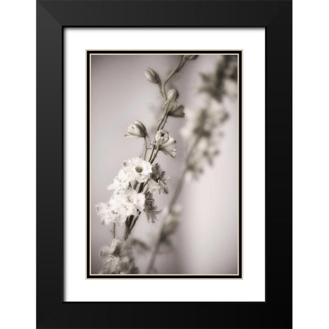Jardin dArgent I Black Modern Wood Framed Art Print with Double Matting by Delimont, Danita