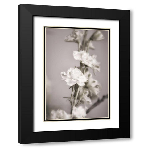 Jardin dArgent II Black Modern Wood Framed Art Print with Double Matting by Delimont, Danita