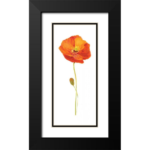 Poppy Pop II Black Modern Wood Framed Art Print with Double Matting by Nan