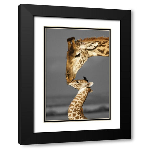 Masai Mara Giraffe Black Modern Wood Framed Art Print with Double Matting by Delimont, Danita