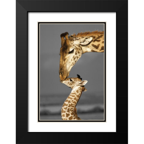 Masai Mara Giraffe Black Modern Wood Framed Art Print with Double Matting by Delimont, Danita