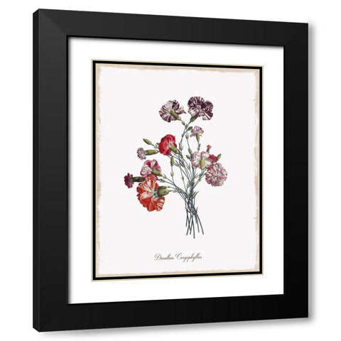 Botanical Carnation Black Modern Wood Framed Art Print with Double Matting by Donovan, Kelly