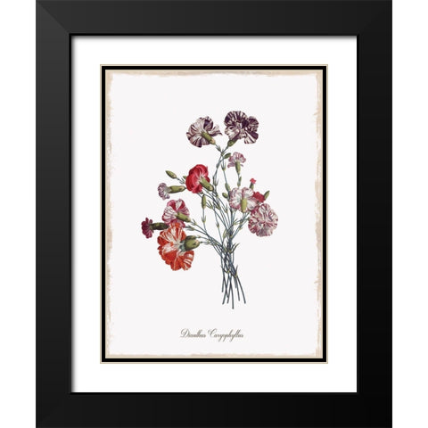 Botanical Carnation Black Modern Wood Framed Art Print with Double Matting by Donovan, Kelly