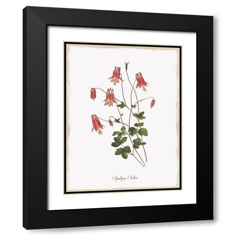 Botanical Columbine Black Modern Wood Framed Art Print with Double Matting by Donovan, Kelly