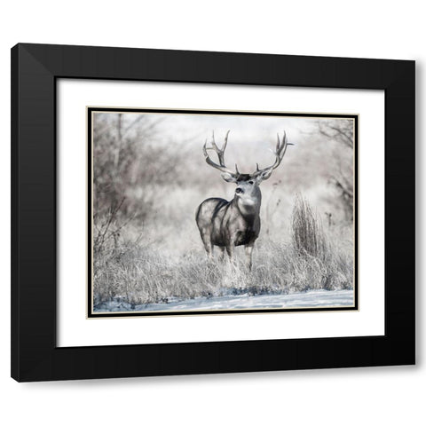 Rocky Mountain Black Modern Wood Framed Art Print with Double Matting by Delimont, Danita