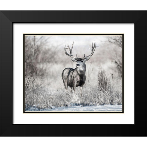 Rocky Mountain Black Modern Wood Framed Art Print with Double Matting by Delimont, Danita