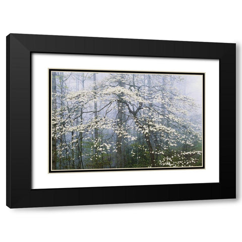 A. Jones _ Dogwood Canopy Black Modern Wood Framed Art Print with Double Matting by Delimont, Danita