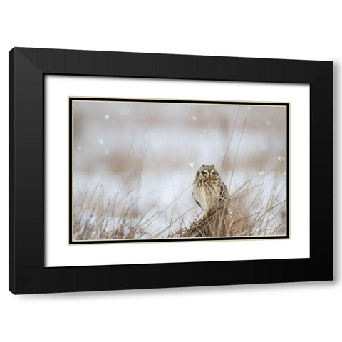 Prairie Winter Black Modern Wood Framed Art Print with Double Matting by Delimont, Danita