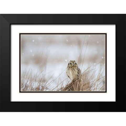 Prairie Winter Black Modern Wood Framed Art Print with Double Matting by Delimont, Danita