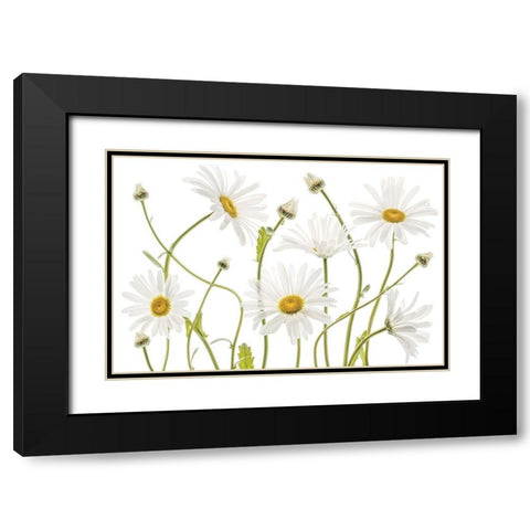High Kew Daisies Black Modern Wood Framed Art Print with Double Matting by Disher, Mandy