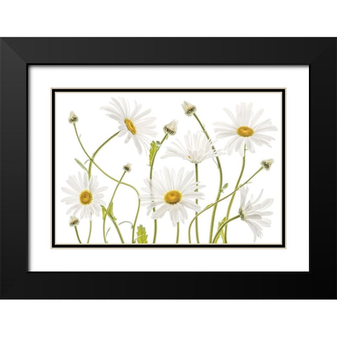 High Kew Daisies Black Modern Wood Framed Art Print with Double Matting by Disher, Mandy