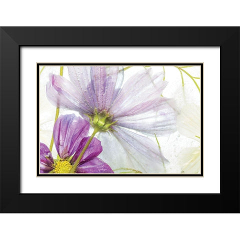 Frozen Floral I Black Modern Wood Framed Art Print with Double Matting by Disher, Mandy