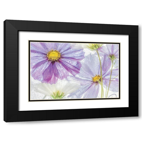 Frozen Floral II Black Modern Wood Framed Art Print with Double Matting by Disher, Mandy