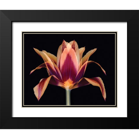 Red Tulip Black Modern Wood Framed Art Print with Double Matting by Delimont, Danita