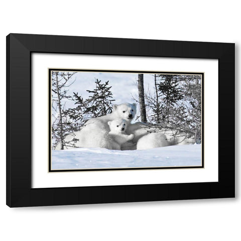 Winter Cubs Black Modern Wood Framed Art Print with Double Matting by Delimont, Danita