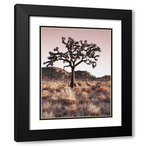 Joshua Tree Black Modern Wood Framed Art Print with Double Matting by Delimont, Danita