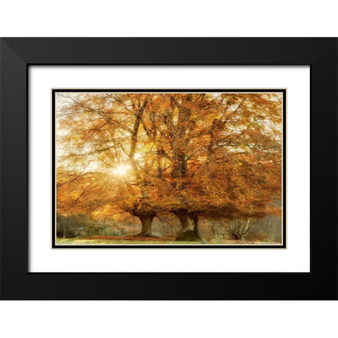 Couple of Beeches Black Modern Wood Framed Art Print with Double Matting by Van de Goor, Lars