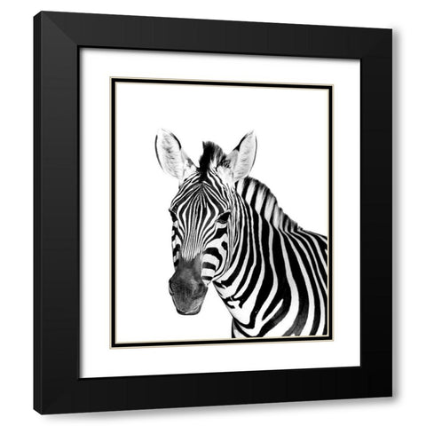 Safari Zebra Black Modern Wood Framed Art Print with Double Matting by Westmoreland, Robin