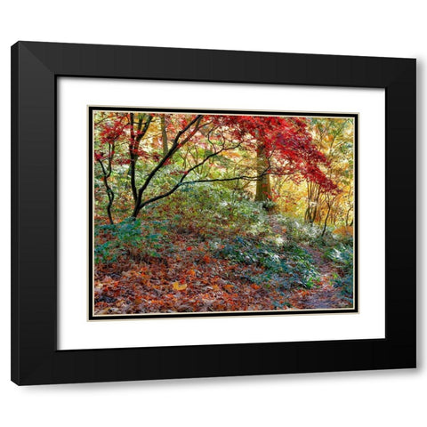 Secret Garden Black Modern Wood Framed Art Print with Double Matting by Gulin, Darrell