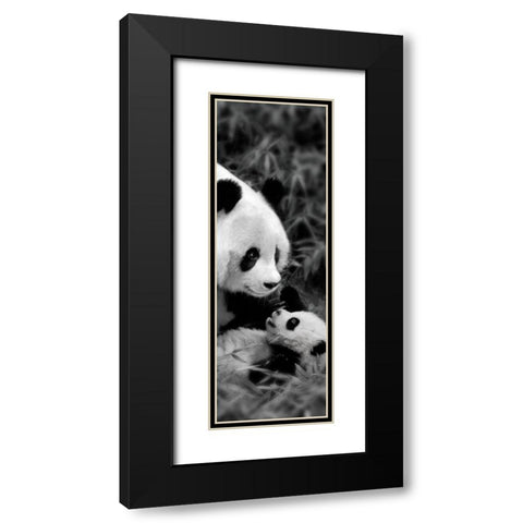 Panda Play Black Modern Wood Framed Art Print with Double Matting by Su, Keren