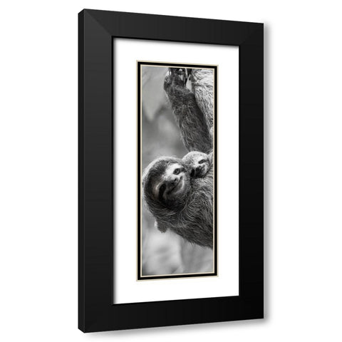 Sloth Swing Black Modern Wood Framed Art Print with Double Matting by Goldstein, Jim