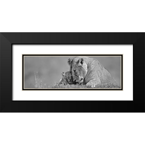 Lioness Love Black Modern Wood Framed Art Print with Double Matting by Jones, Adam