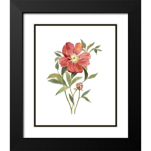 Scarlet Peony Black Modern Wood Framed Art Print with Double Matting by Robinson, Carol