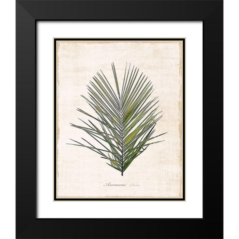Palm Botanical I Black Modern Wood Framed Art Print with Double Matting by Carpentieri, Natalie