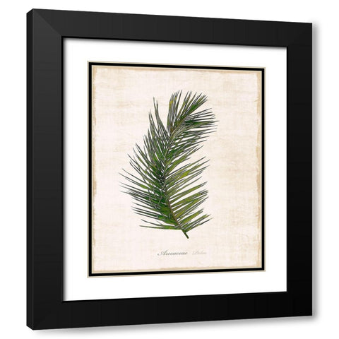 Palm Botanical II Black Modern Wood Framed Art Print with Double Matting by Carpentieri, Natalie