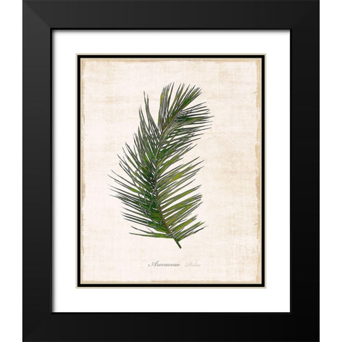 Palm Botanical II Black Modern Wood Framed Art Print with Double Matting by Carpentieri, Natalie