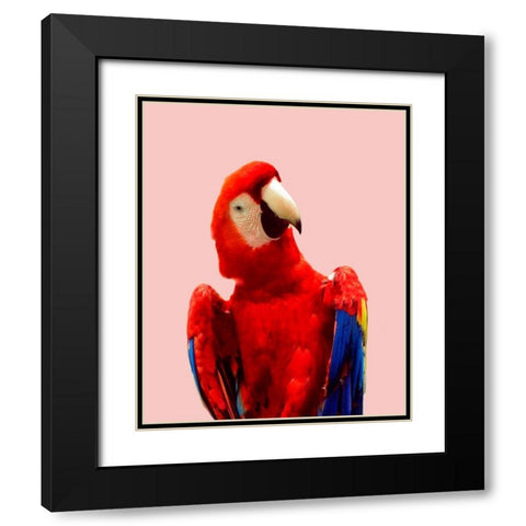 Honduras Wildlife Black Modern Wood Framed Art Print with Double Matting by Carpentieri, Natalie
