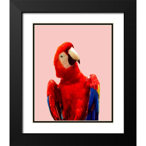 Honduras Wildlife Black Modern Wood Framed Art Print with Double Matting by Carpentieri, Natalie