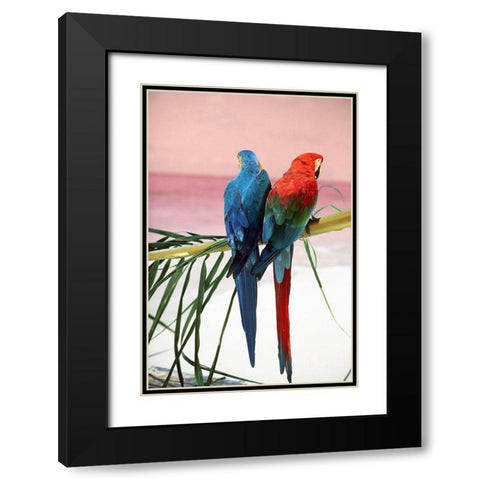 Palm Parrots Black Modern Wood Framed Art Print with Double Matting by Sunstar, Elena