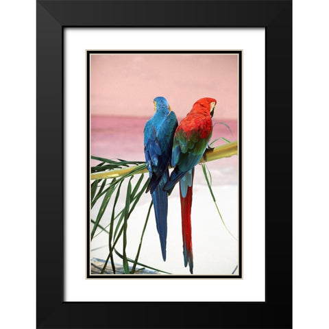 Palm Parrots Black Modern Wood Framed Art Print with Double Matting by Sunstar, Elena