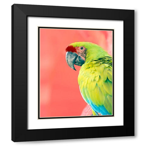 Green Macaw Black Modern Wood Framed Art Print with Double Matting by Foster, Kent