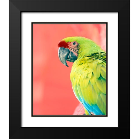 Green Macaw Black Modern Wood Framed Art Print with Double Matting by Foster, Kent