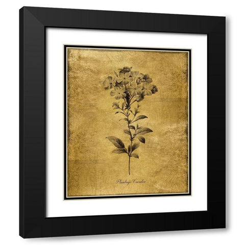 Gold Sketch Botanical II Black Modern Wood Framed Art Print with Double Matting by Donovan, Kelly