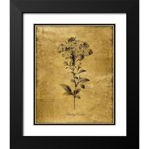 Gold Sketch Botanical II Black Modern Wood Framed Art Print with Double Matting by Donovan, Kelly