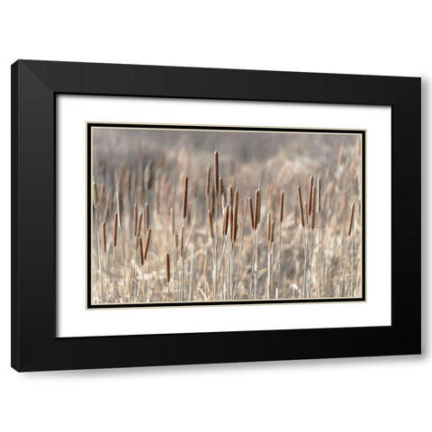 Summer Tails Black Modern Wood Framed Art Print with Double Matting by Freedman, Matt