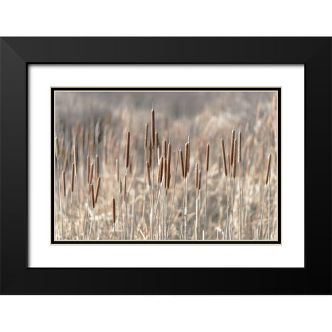 Summer Tails Black Modern Wood Framed Art Print with Double Matting by Freedman, Matt