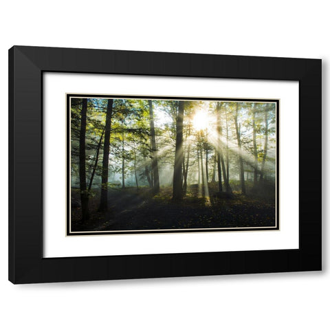 Light and Trees Black Modern Wood Framed Art Print with Double Matting by Foulke, Doug
