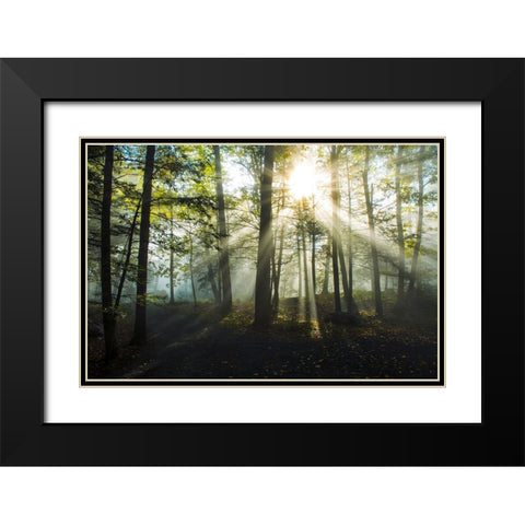 Light and Trees Black Modern Wood Framed Art Print with Double Matting by Foulke, Doug