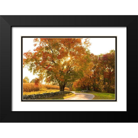 Maple Tree Drive Black Modern Wood Framed Art Print with Double Matting by Foulke, Doug