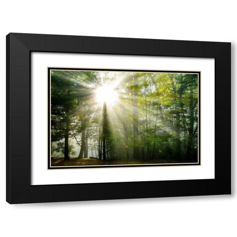 Light and Trees II Black Modern Wood Framed Art Print with Double Matting by Foulke, Doug